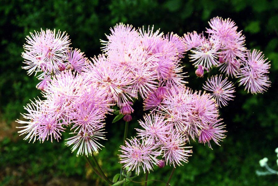 Thalictrum aquilegiifolium hybridum